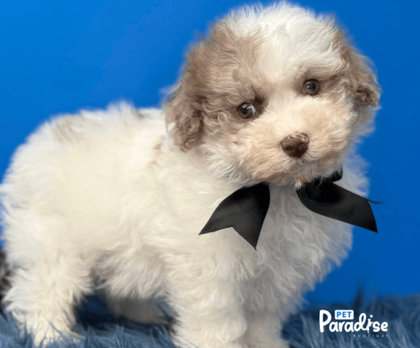 Shihpoo, Danny 2