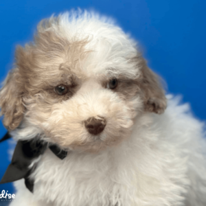 Shihpoo, Danny 3