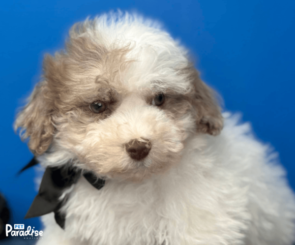 Shihpoo, Danny 3