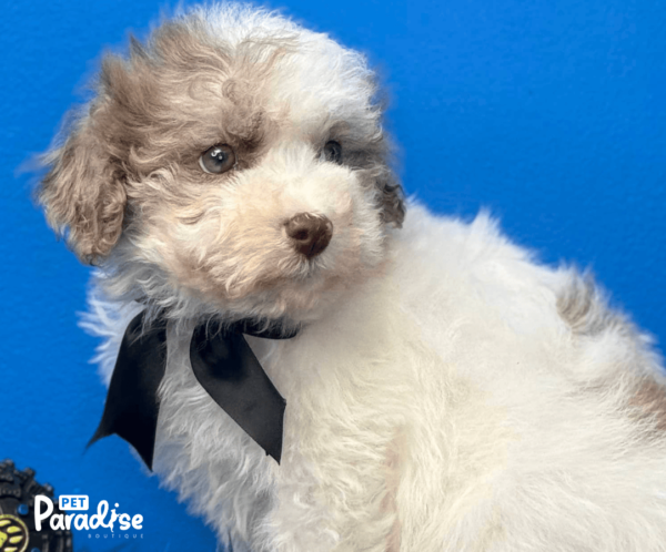 Shihpoo, Danny