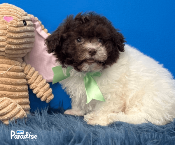 Shihpoo, Kone 1