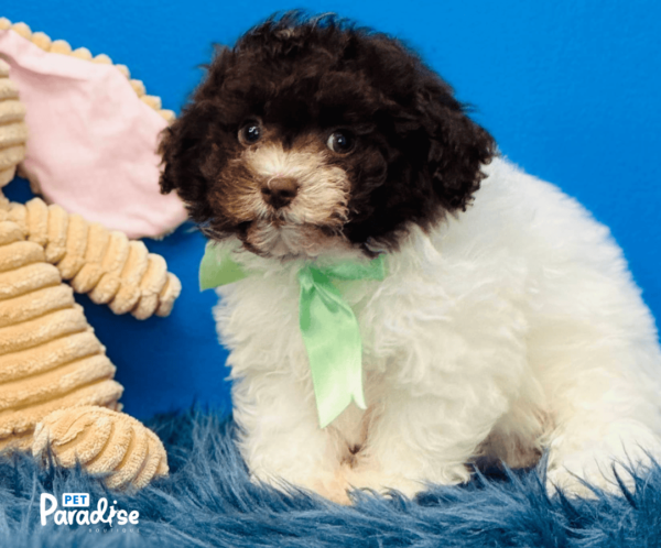 Shihpoo, Kone 2