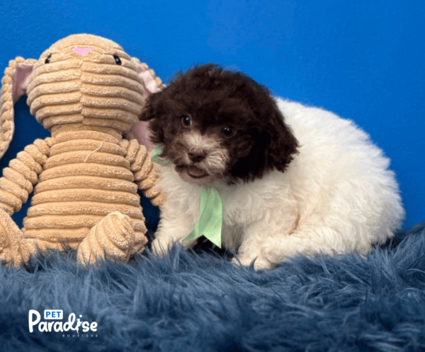 Shihpoo, Kone 3