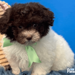 Shihpoo, Kone