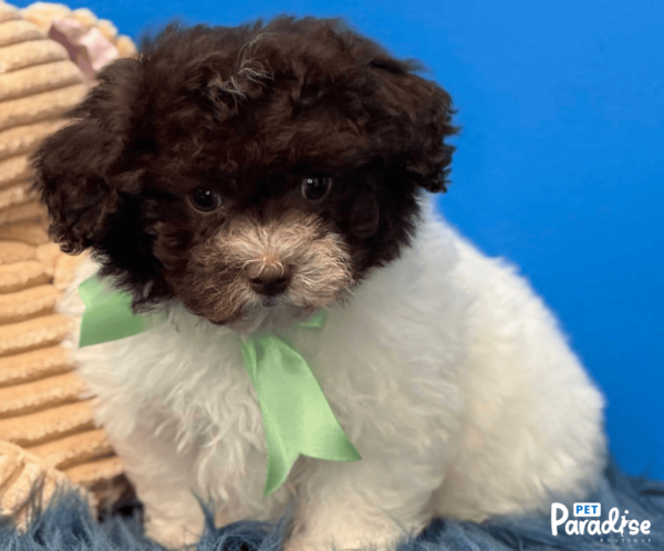 Shihpoo, Kone