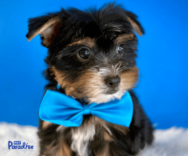 Yorkie, Carlitos 1