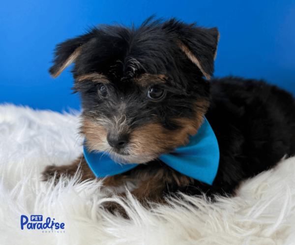 Yorkie, Carlitos 2