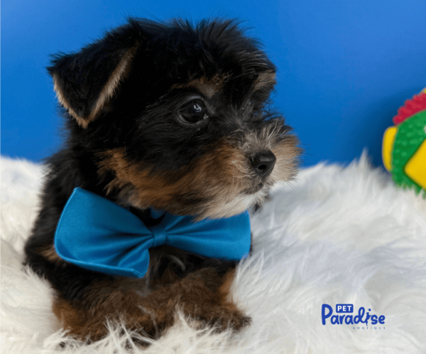 Yorkie, Carlitos 3