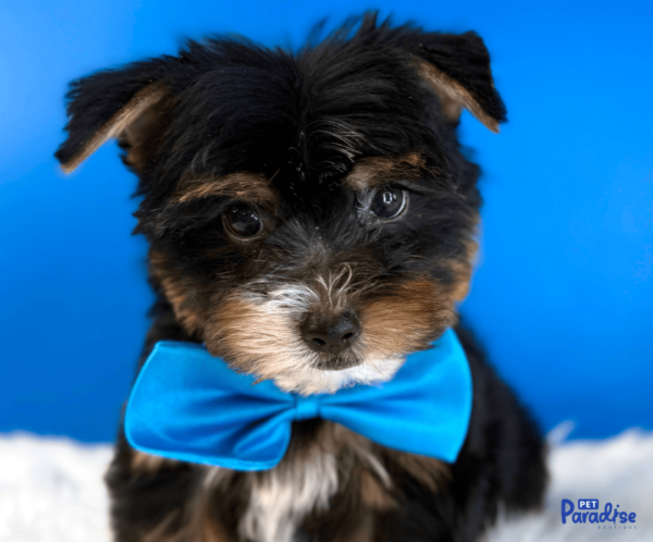 Yorkie, Carlitos