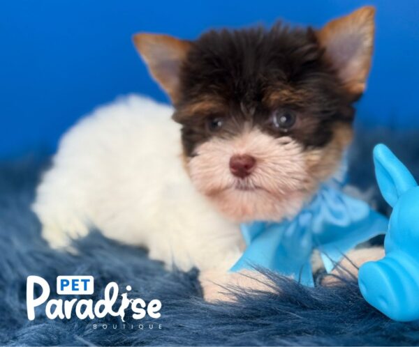 Yorkshire Terrier, Chacal 1