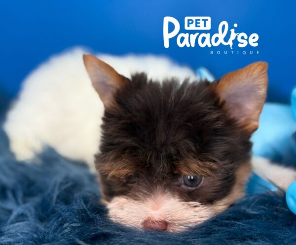 Yorkshire Terrier, Chacal 2