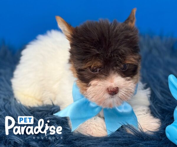 Yorkshire Terrier, Chacal 3