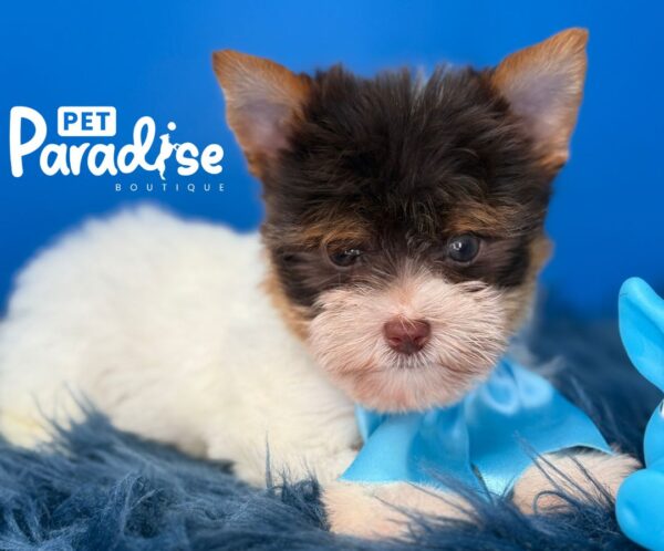 Yorkshire Terrier, Chacal