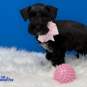schnauzer,mayte 2