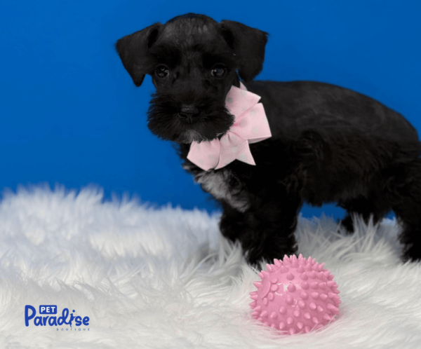 schnauzer,mayte 2
