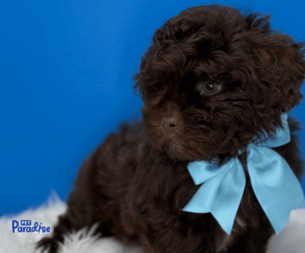 shipoo, choco 1