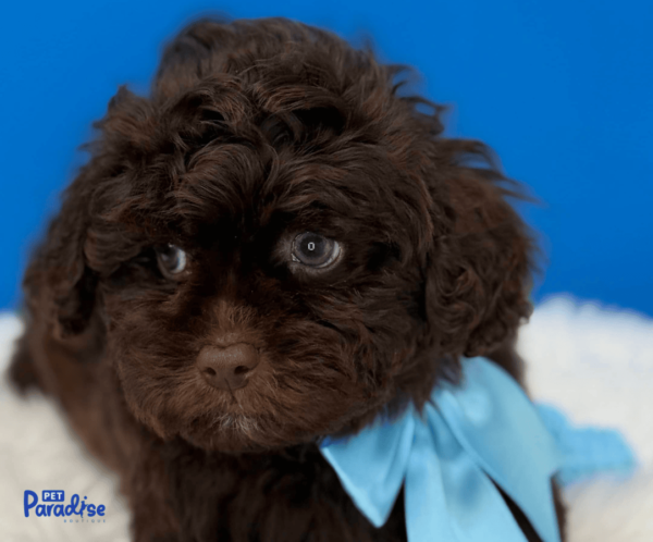 shipoo, choco 2