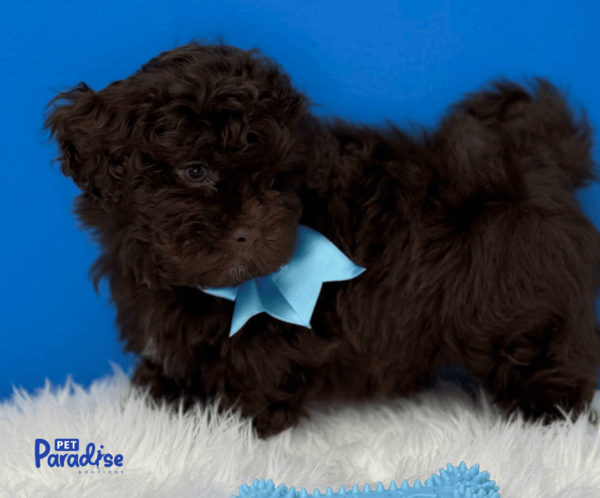 shipoo, choco 3