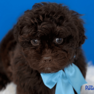 shipoo, choco