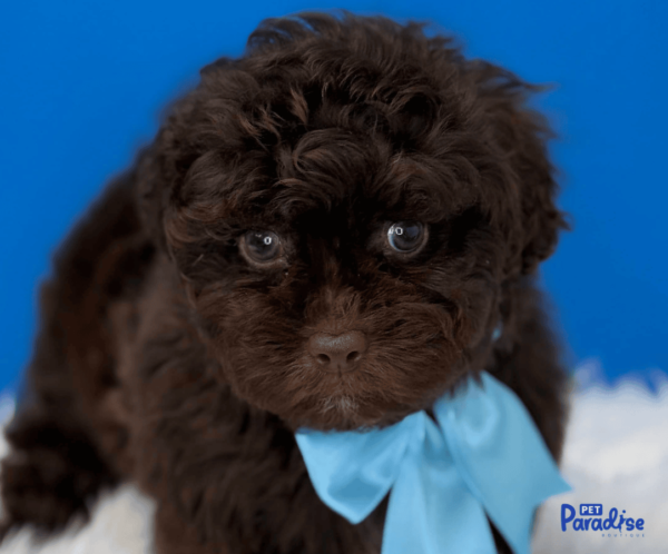 shipoo, choco