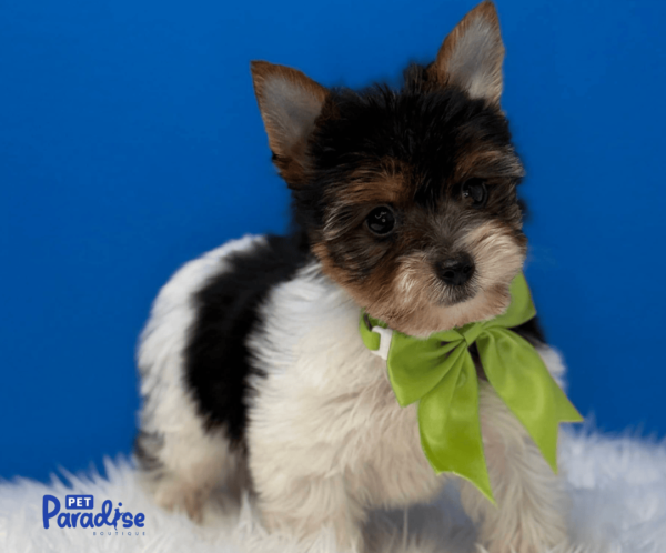 yorkie, yeico 1