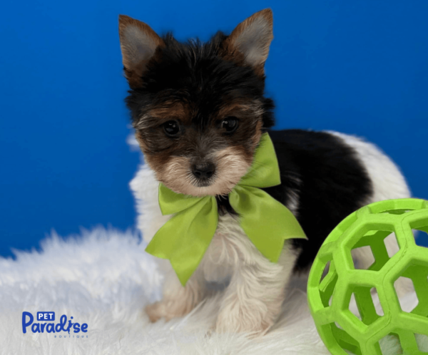 yorkie, yeico 2