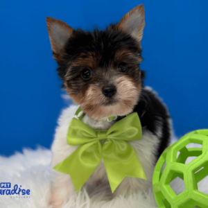 yorkie, yeico 3
