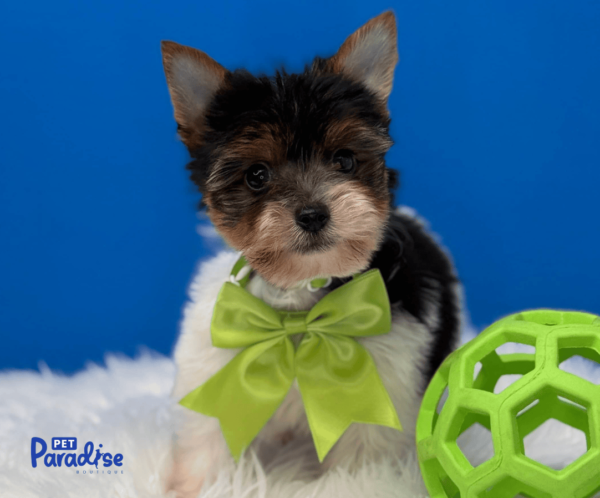 yorkie, yeico 3