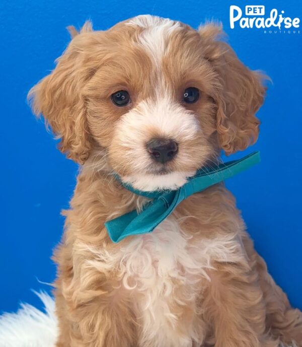 Cockapoo, Polo 1