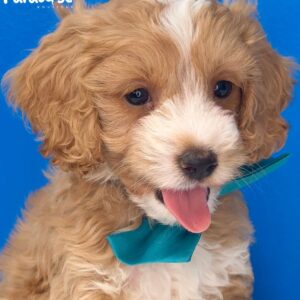 Cockapoo, Polo 2