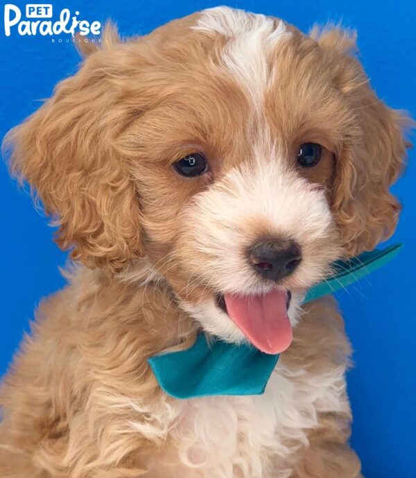Cockapoo, Polo 2