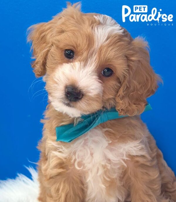 Cockapoo, Polo