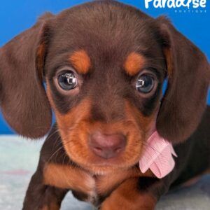 Dachshund, Nicole 1