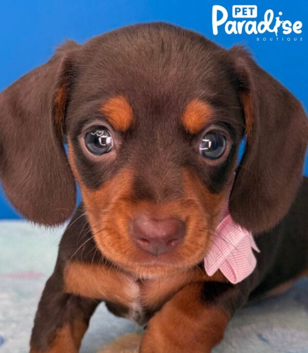 Dachshund, Nicole 1