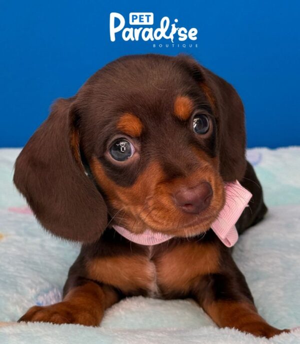 Dachshund, Nicole