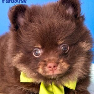 Pomerania, Lorenzo