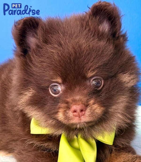 Pomerania, Lorenzo
