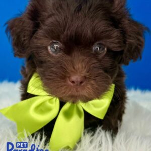 Shipoo, Rex