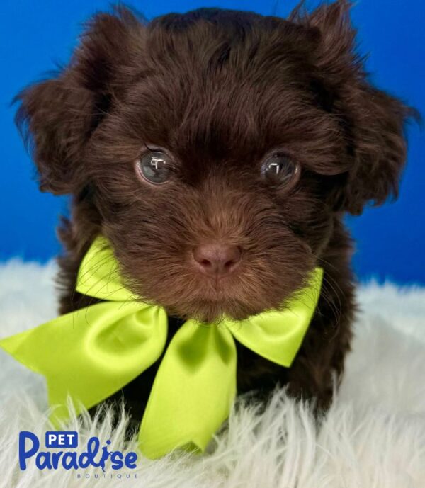 Shipoo, Rex