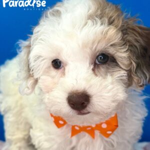 Toy Poodle, Manzana 1