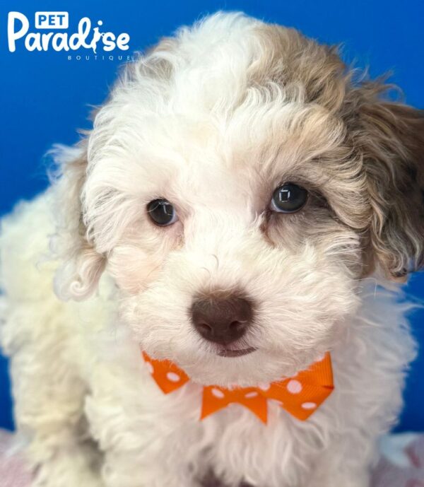 Toy Poodle, Manzana 1