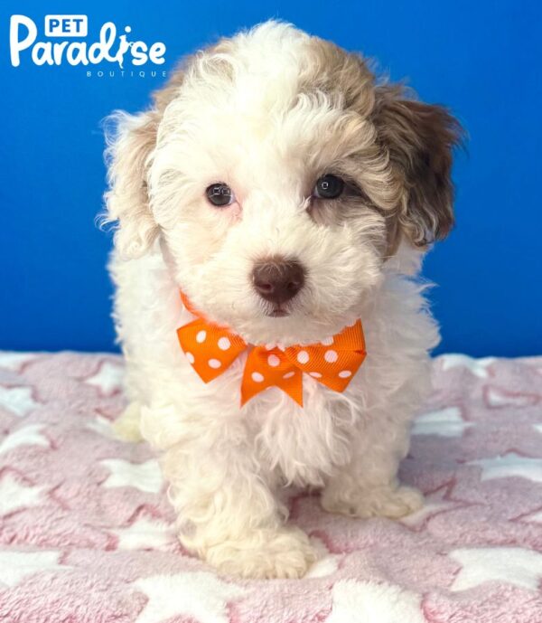 Toy Poodle, Manzana 2