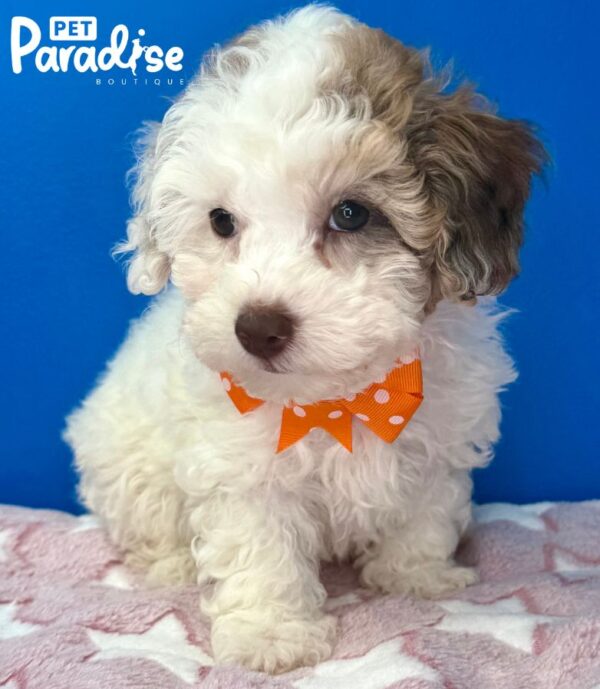 Toy Poodle, Manzana