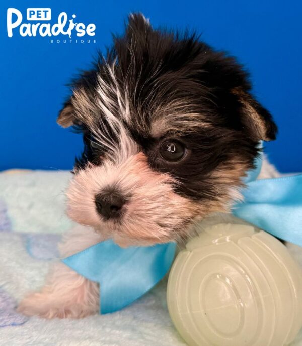 Yorkshire Terrier, Leo 1