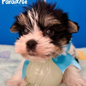 Yorkshire Terrier, Leo 2