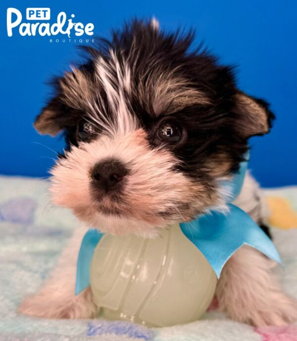 Yorkshire Terrier, Leo 2