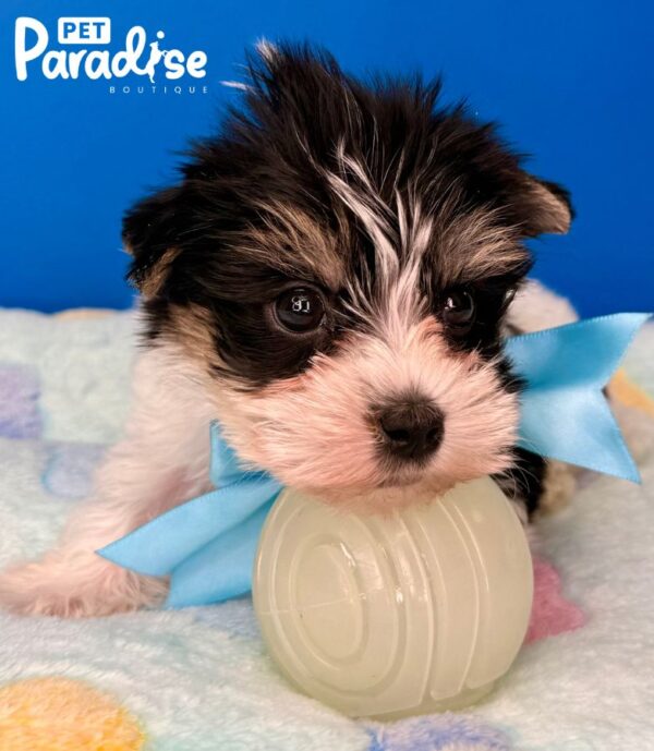 Yorkshire Terrier, Leo