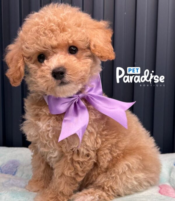 Bichapoo, Caramelo 1