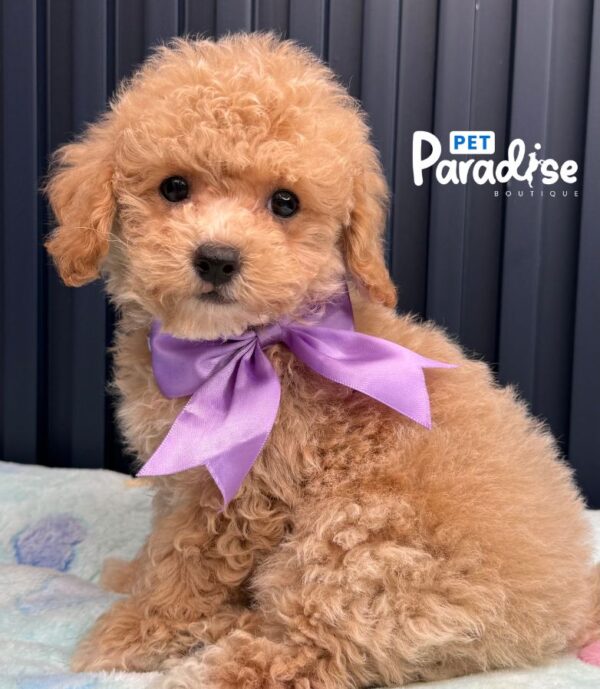 Bichapoo, Caramelo 2