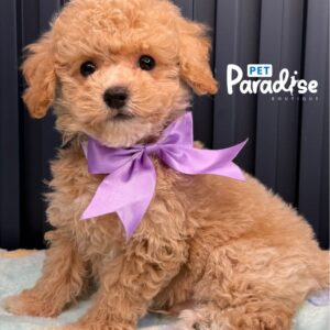 Bichapoo, Caramelo 3